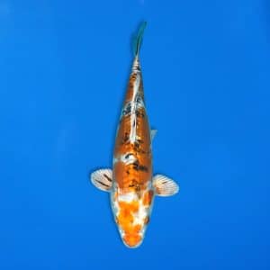 Yamasan 33cm Doitsu Yamato Nishiki Ref1323 - C