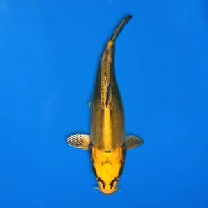 Yamasan 34cm Doitsu Mukashi Ogon Ref1324 - A