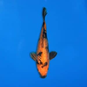 Yamasan 30cm Gin Rin Hi Utsuri Ref1324 - D