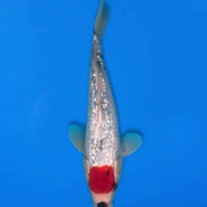 Koshiji 31cm Gin Rin Tancho Showa Ref1313 - A