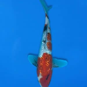 Koshiji 30cm Gin Rin Showa Ref1313 - C