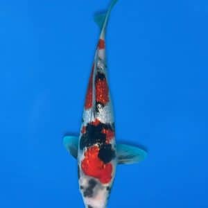 Koshiji 30cm Gin Rin Showa Ref1313 - B