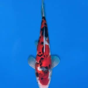 Koshiji 31cm Showa Ref1313 - E