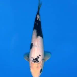 Koshiji 34cm Shiro Utsuri Ref1310 - A