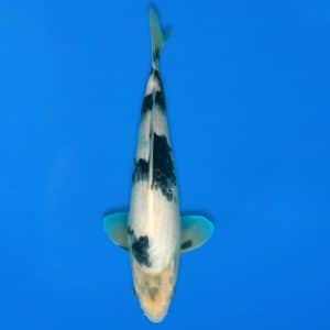 Koshiji 31cm Shiro Utsuri Ref1310 - B