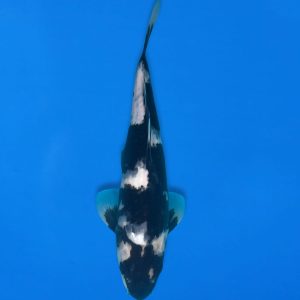 Koshiji 30cm Shiro Utsuri Ref1310 - C