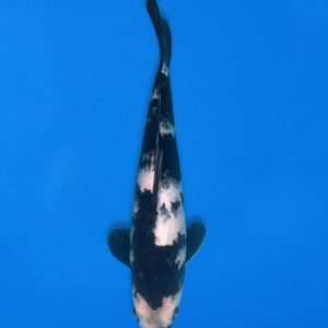 Koshiji 29cm Shiro Utsuri Ref1310 - D