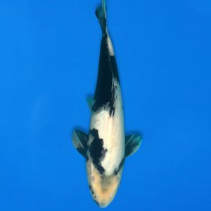 Koshiji 32cm Shiro Utsuri Ref1310 - E