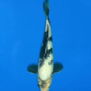 Koshiji 34cm Shiro Utsuri Ref1310 - F