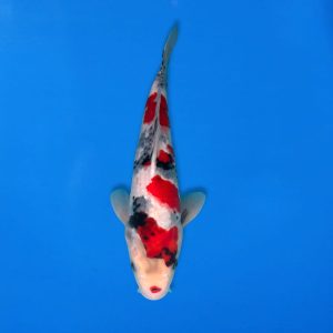 Koshiji 36cm Showa Ref1315 - A