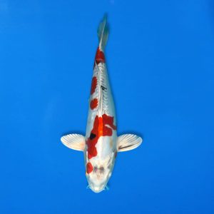 Koshiji 35cm Yamato Nishiki Ref1315 - B