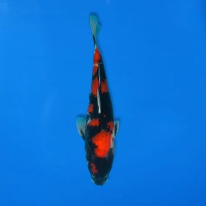 Koshiji 32cm Showa Ref1315 - C