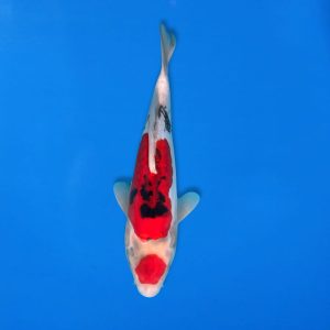 Koshiji 36cm Doitsu Showa Ref1315 - D