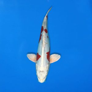 Koshiji 37cm Kikusui Ref1315 - E