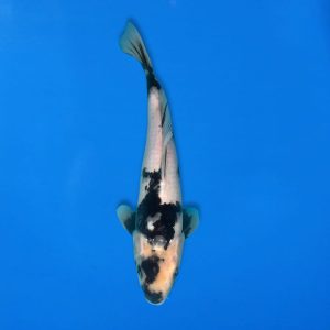 Koshiji 30cm Shiro Utsuri Ref1312 - C