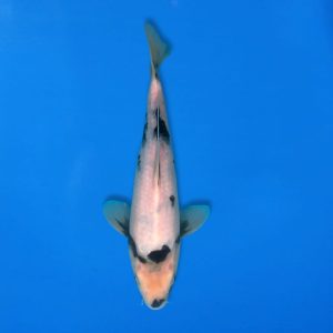 Koshiji 28cm Shiro Utsuri Ref1312 - E