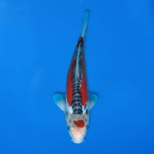 Kawakami 32cm Shusui Ref1341 - C