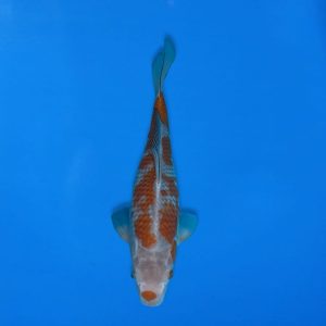 Kawakami 34cm Ochiba Ref1341 - D