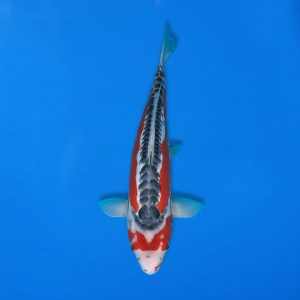 Kawakami 38cm Shusui Ref1341 - E