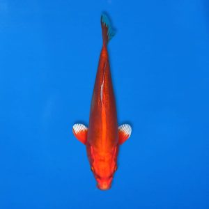 Kawakami 37cm Doitsu Orenji Ogon Ref1339 - A