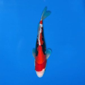 Kawakami 33cm Beni Kumonryu Ref1339 - C