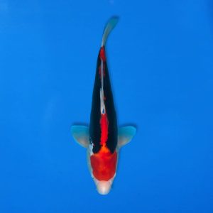 Kawakami 38cm Beni Kumonryu Ref1339 - D