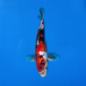 Kawakami 33cm Beni Kumonryu Ref1339 - E