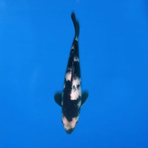 Koshiji 29cm Shiro Utsuri Ref1310 - D