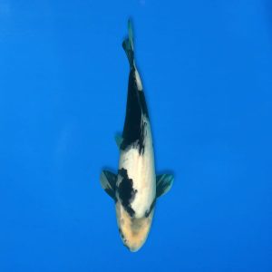 Koshiji 32cm Shiro Utsuri Ref1310 - E