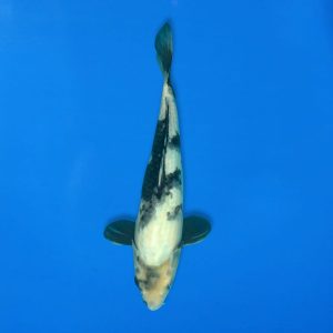 Koshiji 34cm Shiro Utsuri Ref1310 - F