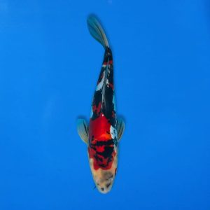 Kawakami 37cm Beni Kumonryu Ref1340 - B