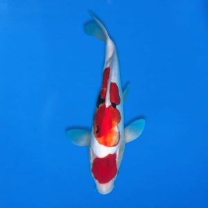 Kawakami 34cm Beni Kumonryu Ref1340 - E