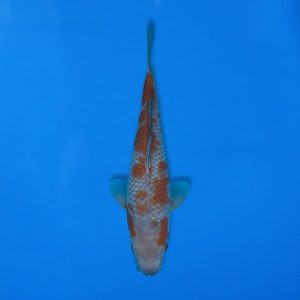 Kawakami 36cm Ochiba Ref1342 - A