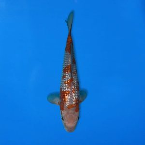 Kawakami 33cm Gin Rin Ochiba Ref1342 - B