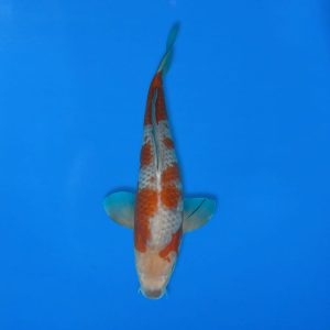 Kawakami 38cm Ochiba Ref1342 - E