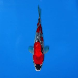 Kawakami 31cm Gin Rin Goshiki Ref1343 - A