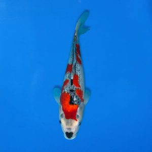 Kawakami 33cm Goshiki Ref1343 - B