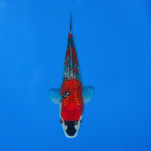 Kawakami 32cm Gin Rin Goshiki Ref1343 - D