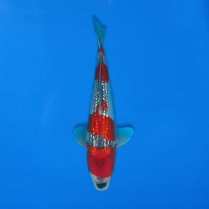 Kawakami 31cm Gin Rin Goshiki Ref1343 - E