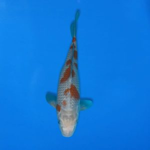 Kawakami 33cm Ochiba Ref1342 - D