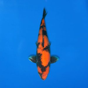 Shinoda 48cm Hi Utsuri Ref1300 - A