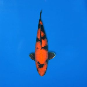 Shinoda 48cm Hi Utsuri Ref1300 - B