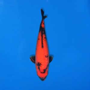 Shinoda 45cm Hi Utsuri Ref1300 - D