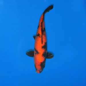 Shinoda 45cm Hi Utsuri Ref1300 - E