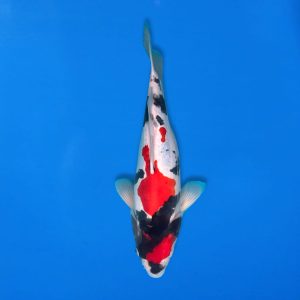 Shinoda 40cm Doitsu Showa Ref1301 - B