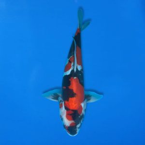 Shinoda 40cm Doitsu Showa Ref1301 - C