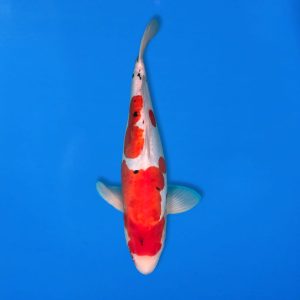 Shinoda 44cm Doitsu Showa Ref1302 - A