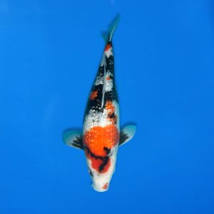 Shinoda 42cm Gin Rin Showa Ref1345 - B