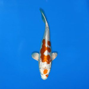 Yamasan 30cm Kikusui Ref1325 - A