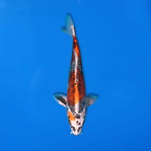 Yamasan 28cm Beni Kikokuryu Ref1325 - B